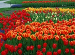 Attend Tulip Festival, Albany, New York