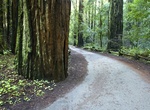 Explore Armstrong Redwoods State Natural Reserve, Sonoma County, California