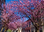 See Cherry Blossoms in Bonn, Germany