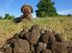 Experience a Truffle Hunt