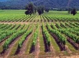 Maipo Valley Wine Tour: Santa Rita and Concha y Toro Wineries