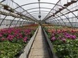 Santa Elena Day Trip: Silleteros and Flower Farm Cultural Tour