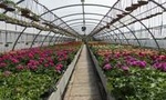 Santa Elena Day Trip: Silleteros and Flower Farm Cultural Tour