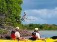 St Thomas Kayak Tour: Sunset Birding at Mangrove Lagoon