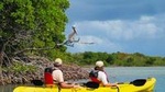 St Thomas Kayak Tour: Sunset Birding at Mangrove Lagoon