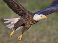 Alaska Rainforest Sanctuary Walking Tour and Wildlife Encounter