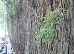 See Stone Wall Trees in Hong Kong
