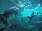 Visit Crocosaurus Cove , Darwin City, Australia