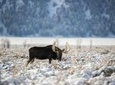 Grand Teton and National Elk Refuge Winter Day Trip