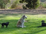Bring Dog to Morley Field Dog Park, Balboa Park, San Diego, California