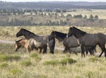 Visit Black Hills Wild Horse Sanctuary, South Dakota