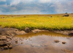 Explore Kaas Plateau, India (UNESCO Site)