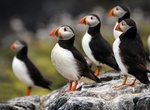 See Puffins on Farne Islands, England