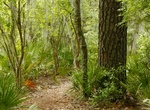 Hike Florida National Scenic Trail