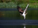 Visit Loch Garten Osprey Centre, Scotland