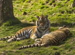 Visit Highland Wildlife Park, Scotland