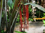 Visit World Botanical Gardens, Big Island, Hawaii