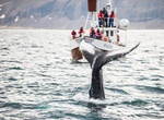 Go Whale Watching in Iceland