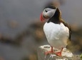 Iceland Super Saver: Puffin Cruise plus Whale-Watching Tour from Reykjavik