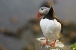 Iceland Super Saver: Puffin Cruise plus Whale-Watching Tour from Reykjavik