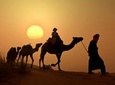 Sunset Camel Ride in the Palm Grove of Marrakech