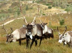 See Cairngorm Reindeer Herd, Scotland