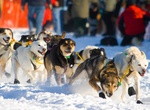 Attend Iditarod Trail Sled Dog Race, Alaska