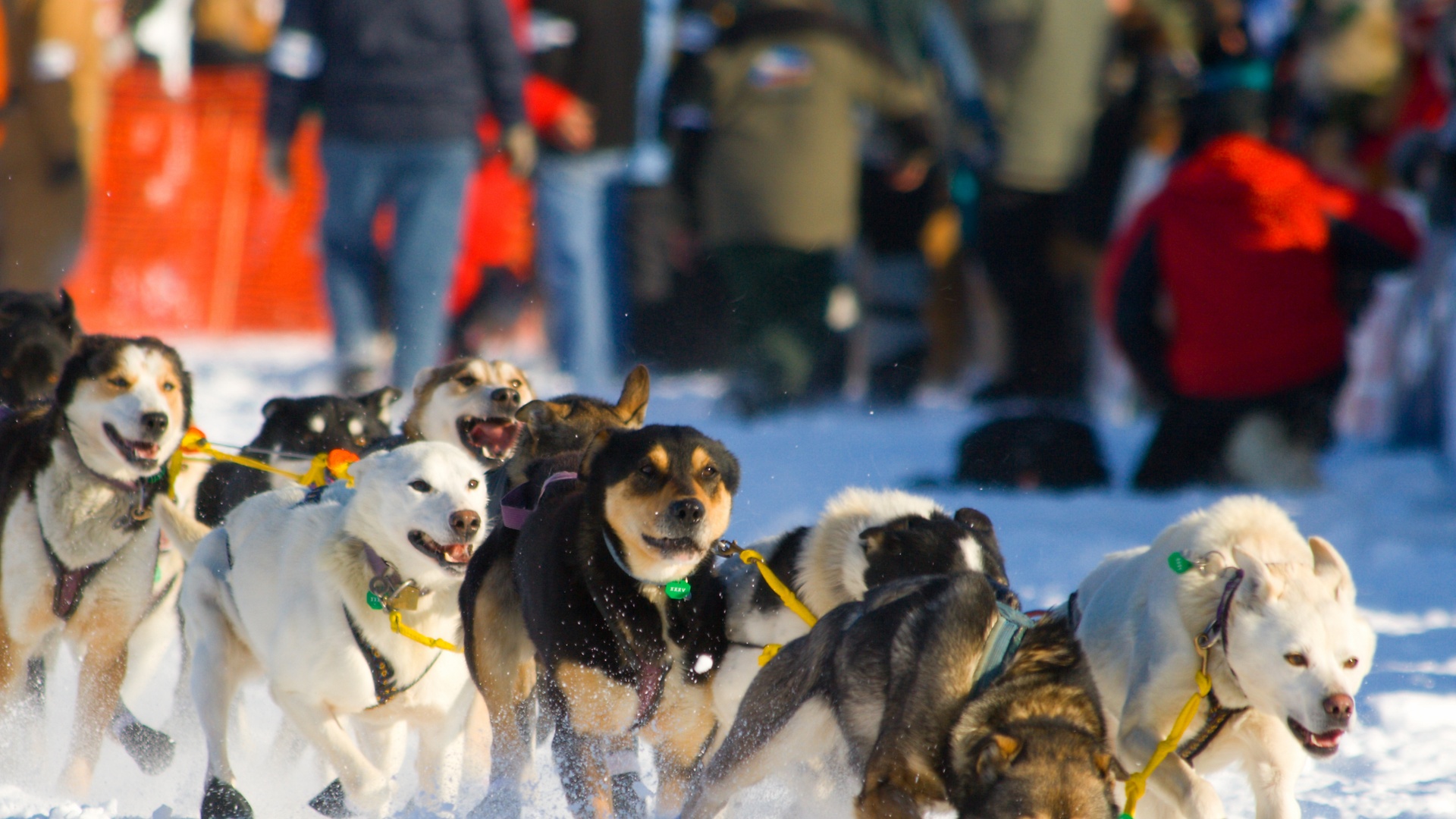 Iditarod Trail Sled Dog Race