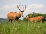 Visit Scottish Deer Centre, Cupar, Scotland