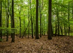 Explore Grumsiner Forest Nature Reserve, Germany (UNESCO site)