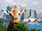 Visit Taronga Zoo, Sydney, Australia
