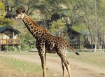Visit Safari West, Sonoma County, California
