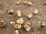 See Foxes at Zao Fox Village, Japan