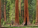 Hike Big Trees Trail, Sequoia National Park