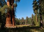 Explore Atwell Mill Grove, Sequoia National Park