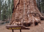 See President Tree, Sequoia National Park