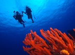 Dive Arrecifes de Cozumel National Park, Cozumel, Mexico