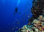 Drift Dive Elphinstone Reef, Egypt