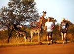 Run the Big Five Marathon, South Africa