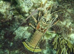 Eat Lobster at Lobster Trap, Anegada, BVI