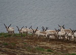 See Reindeer in Eastern Iceland