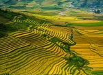 See Rice Terrace Fields in Mù Cang Chải, Vietnam
