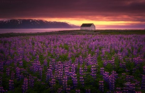 Husavik