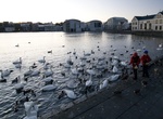 Feed Birds at Tjörnin, Reykjavík, Iceland
