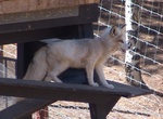 Visit Colorado Wolf & Wildlife Center, Colorado