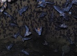 See Bats in Tamana Caves, Trinidad