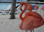 Visit Renaissance Island, Aruba