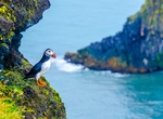 See Puffin at Látrabjarg, Iceland