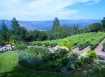Wine Taste at Stony Hill Vineyard, Saint Helena, California