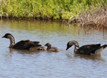Explore James Campbell National Wildlife Refuge, Oahu, Hawaii
